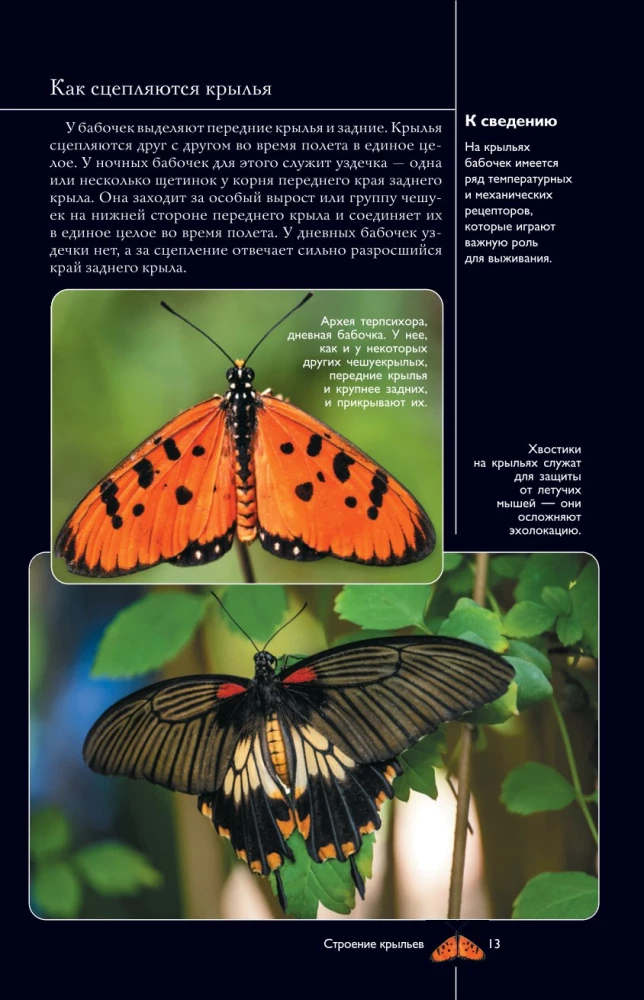 Butterflies. An Illustrated Guide